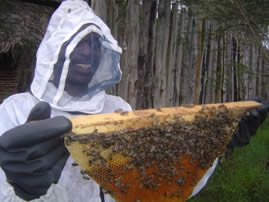 beekeeper_KTBH